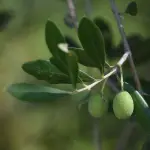 Venezia, l'olio del Giardino della Memoria di Capaci donato al Patriarca Moraglia