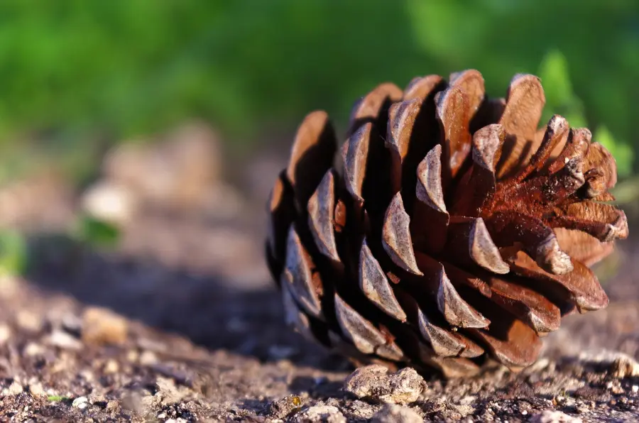 Bosco di Carpenedo, domenica 12 aprile torna l’apertura al pubblico con visite guidate