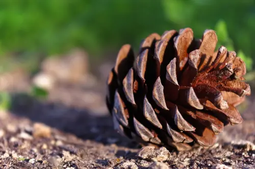 Bosco di Carpenedo, domenica 12 aprile torna l’apertura al pubblico con visite guidate