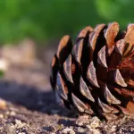 Bosco di Carpenedo, domenica 12 aprile torna l’apertura al pubblico con visite guidate