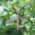 Venezia rilancia la campagna anti-zanzare: distribuzione gratuita dei larvicidi e appello ai cittadini