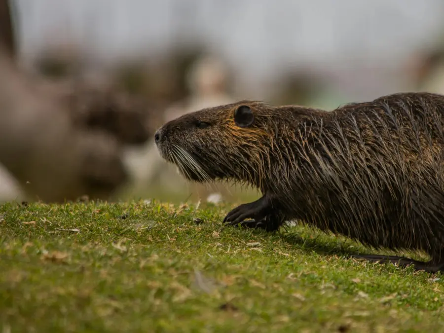 Nutria, Veneto attiva piattaforma digitale per gli interventi