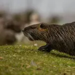 Nutria, Veneto attiva piattaforma digitale per gli interventi