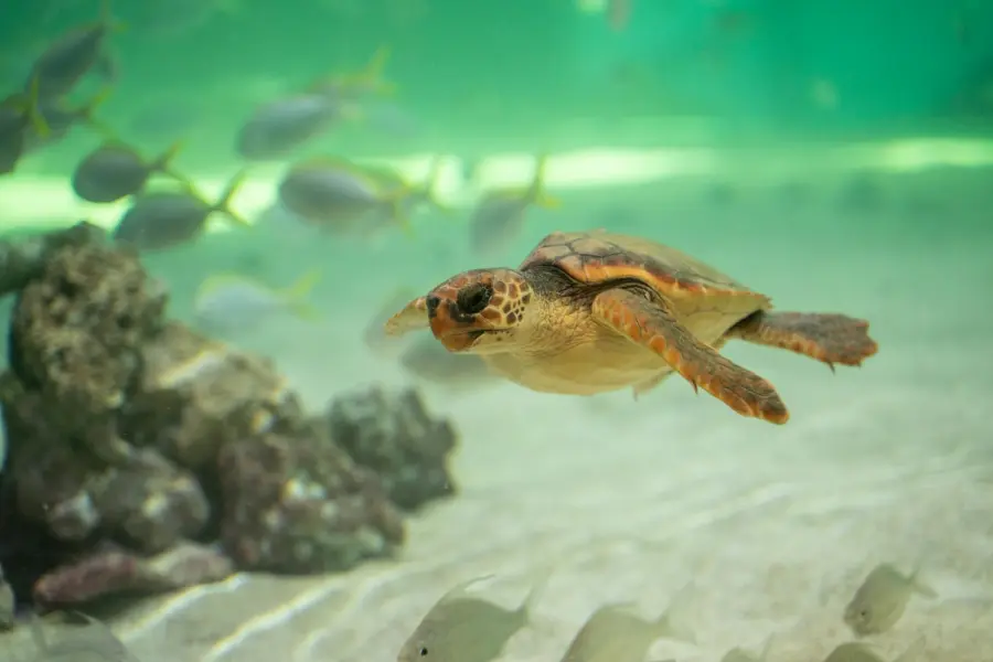 Veneto, 96mila euro per studiare la tartaruga Caretta caretta