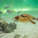 Veneto, 96mila euro per studiare la tartaruga Caretta caretta