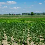 Agroalimentare, CNA: piccoli produttori sotto pressione dalla GDO
