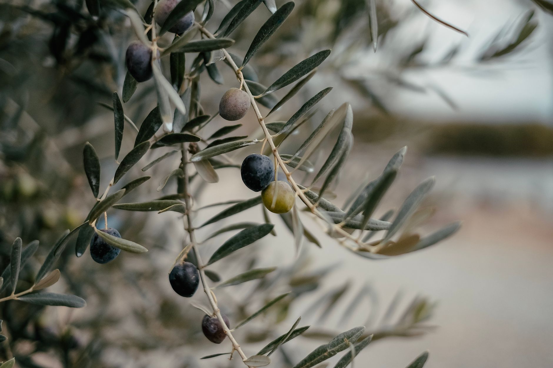 Olio italiano, CNA chiede credito e controlli più forti