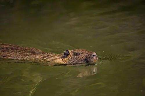 Nutrie in Veneto, nuova piattaforma per gli interventi