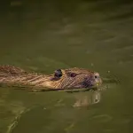 Nutrie in Veneto, nuova piattaforma per gli interventi